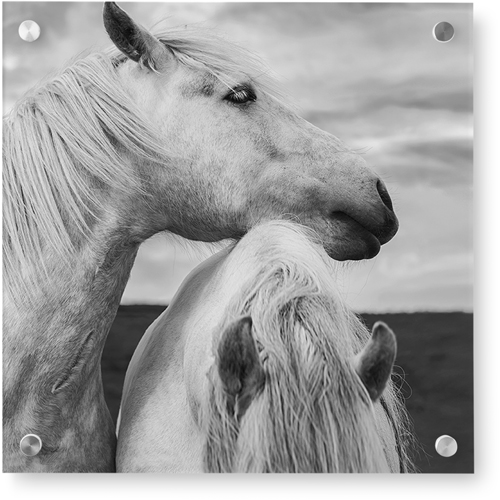 Black and White Horses Wall Art by Shutterfly Shutterfly