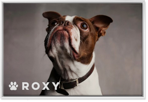 Portrait of a Pet Wall Art, White, Single piece, Canvas, 24x36, White, white