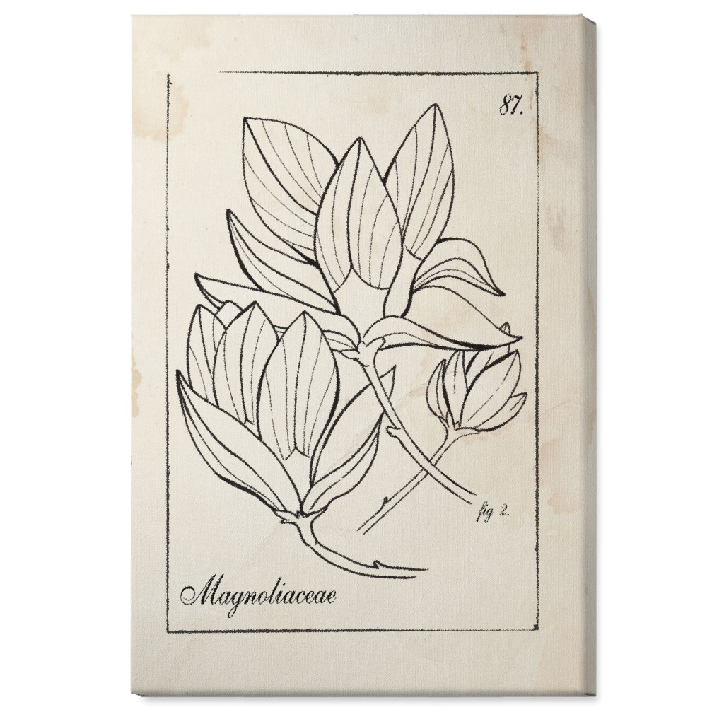 Vintage Plate Magnolia Sketch - Beige and Black Wall Art, No Frame, Single piece, Canvas, 24x36, Beige, Pearl
