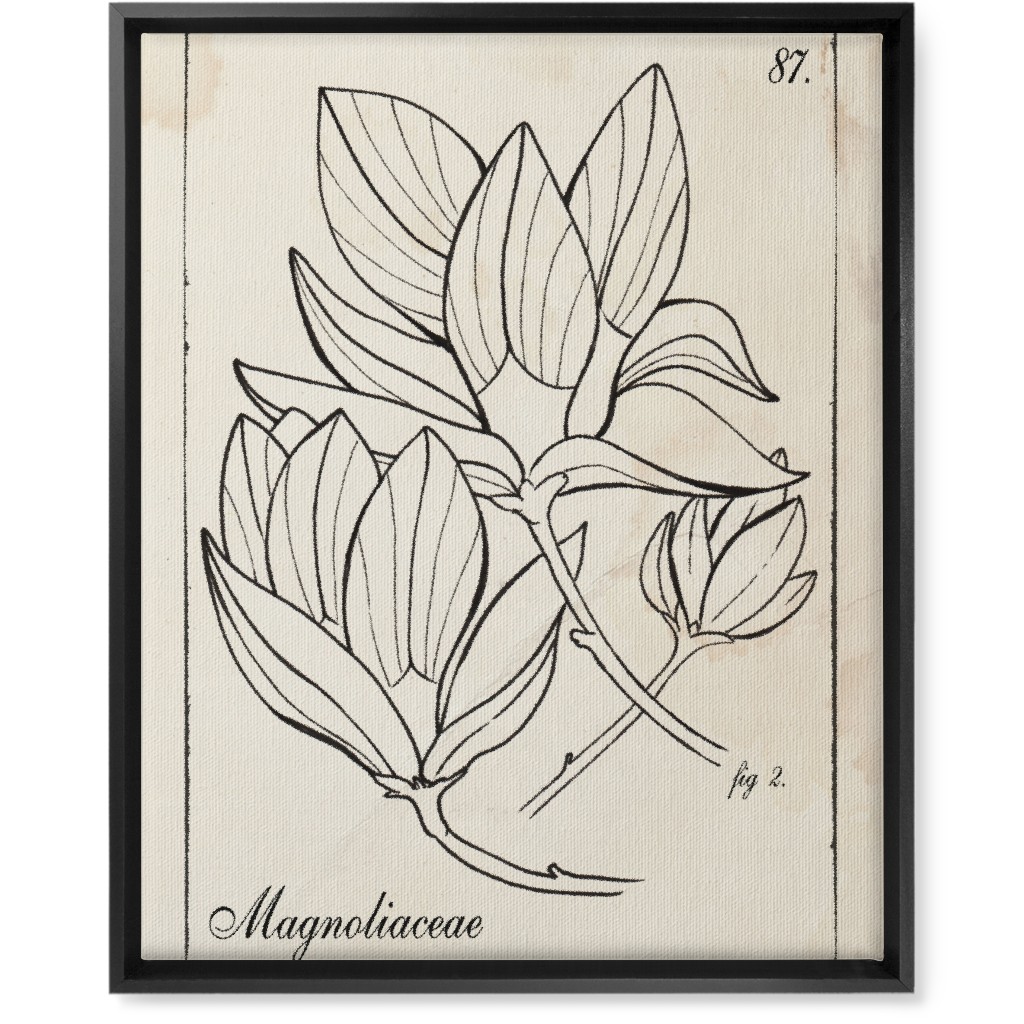 Vintage Plate Magnolia Sketch - Beige and Black Wall Art, Black, Single piece, Canvas, 16x20, Beige