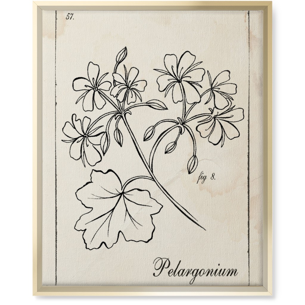 Vintage Plate Geranium Sketch - Beige and Black Wall Art, Gold, Single piece, Canvas, 16x20, Beige, Pearl