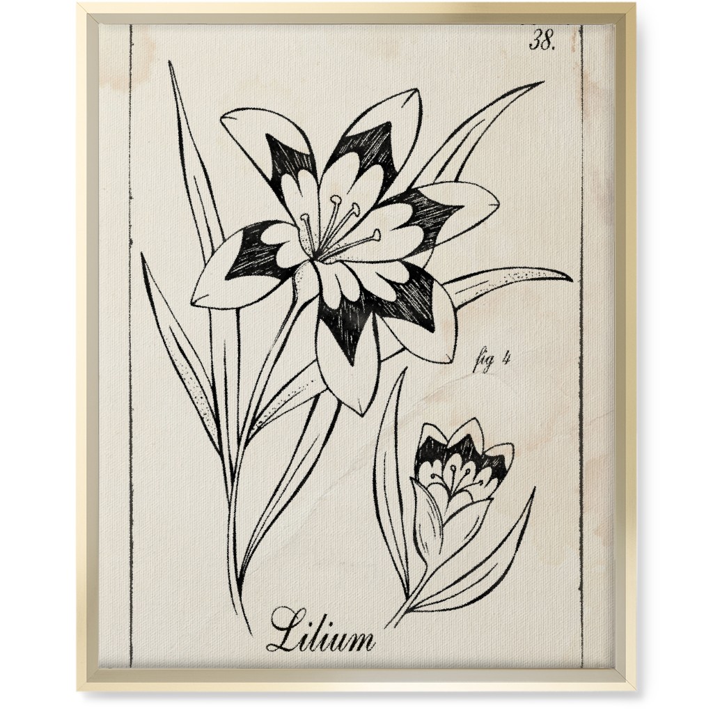 Vintage Plate Lily Sketch - Beige and Black Wall Art, Gold, Single piece, Canvas, 16x20, Beige