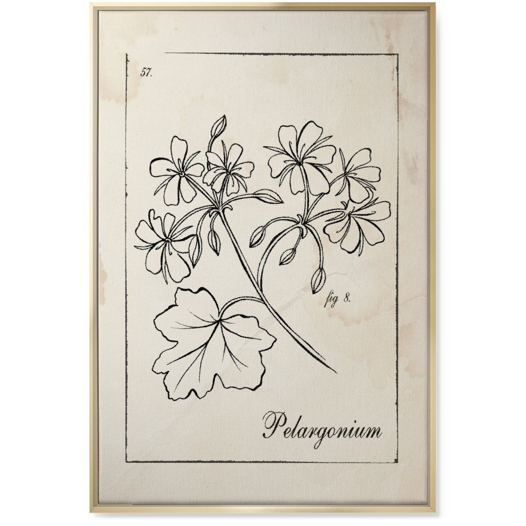Vintage Plate Geranium Sketch - Beige and Black Wall Art, Gold, Single piece, Canvas, 24x36, Beige