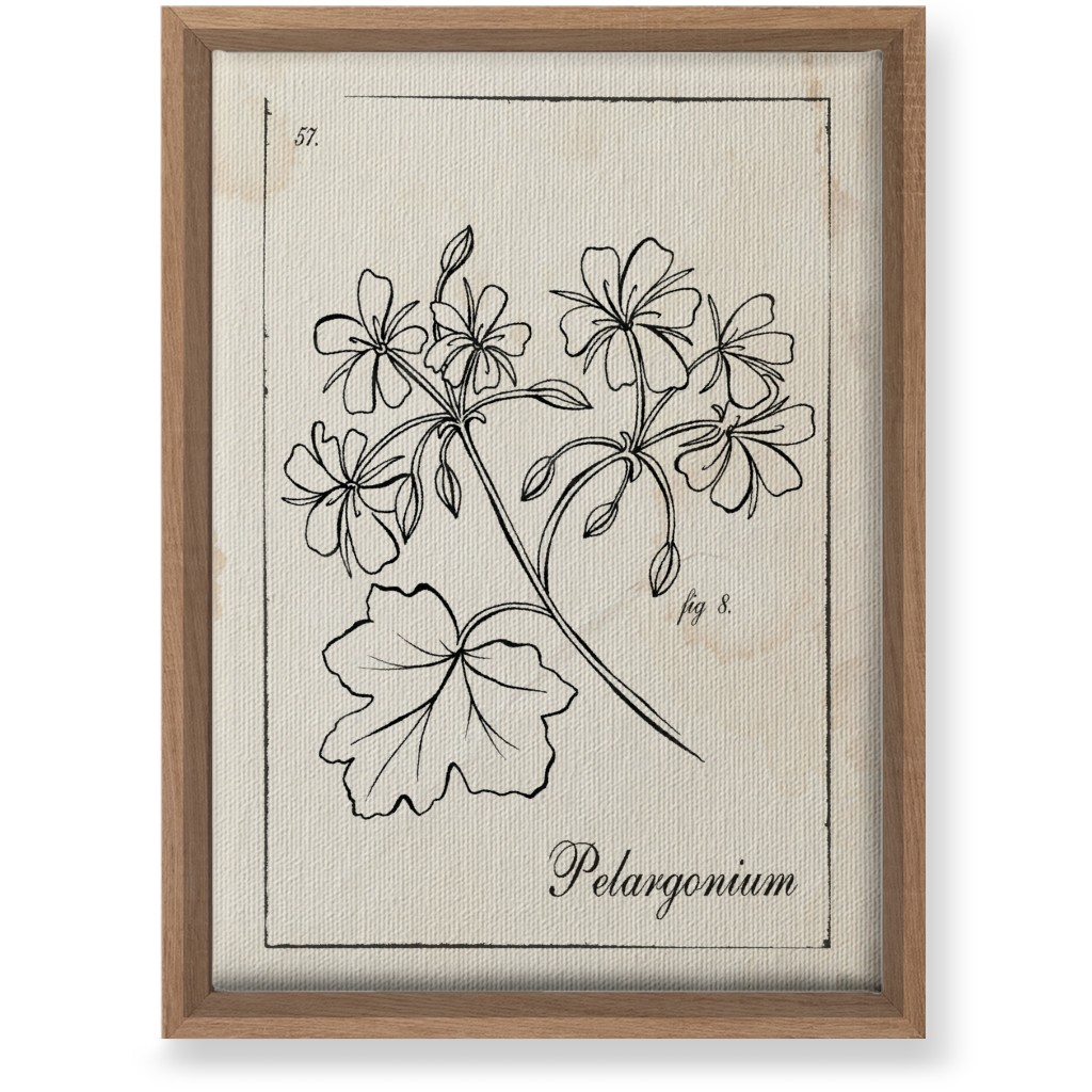 Vintage Plate Geranium Sketch - Beige and Black Wall Art, Natural, Single piece, Canvas, 10x14, Beige, Pearl