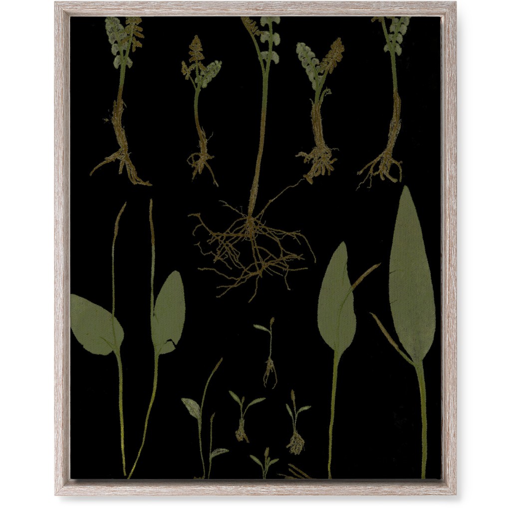 Botanicals At Midnight - Black and Green Wall Art, Rustic, Single piece, Canvas, 16x20, Black