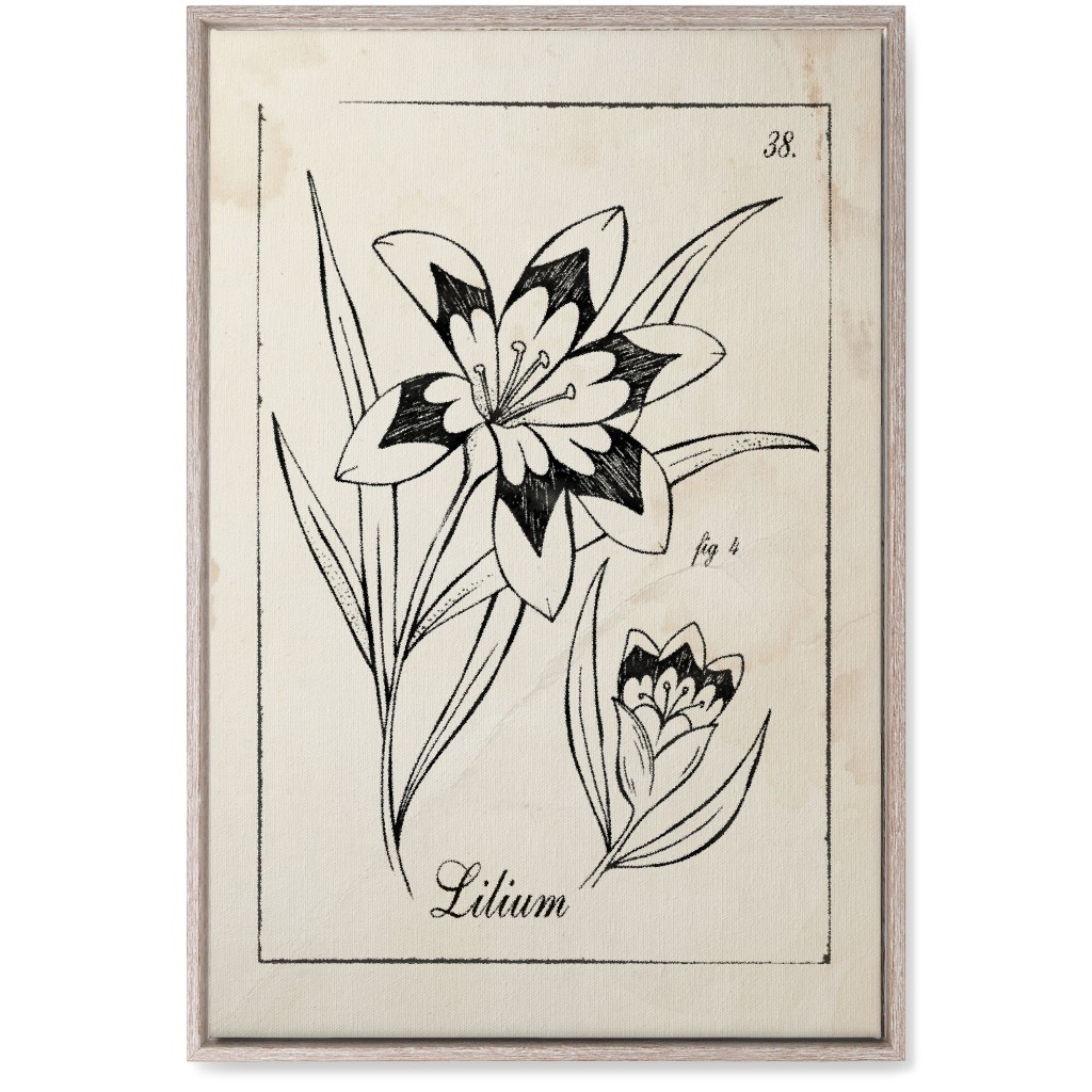 Vintage Plate Lily Sketch - Beige and Black Wall Art, Rustic, Single piece, Canvas, 20x30, Beige