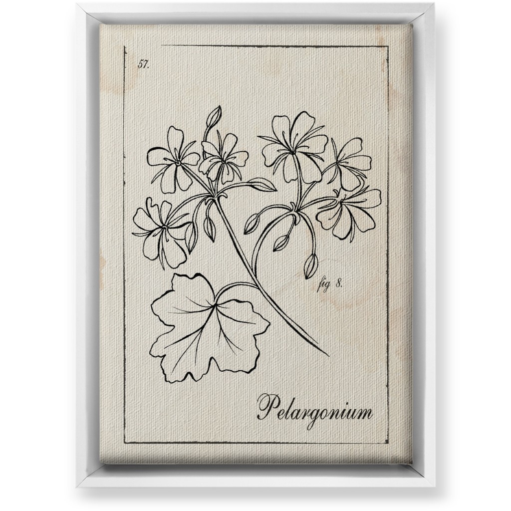 Vintage Plate Geranium Sketch - Beige and Black Wall Art, White, Single piece, Canvas, 10x14, Beige