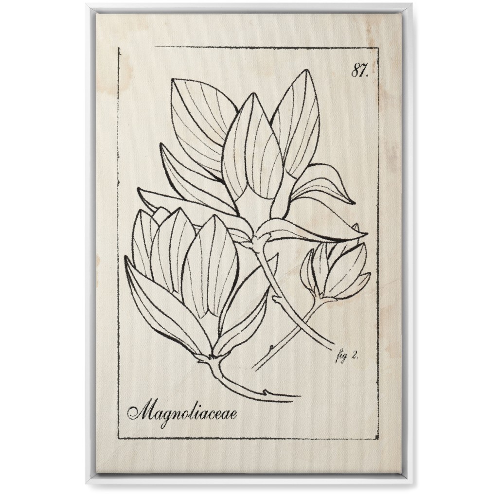 Vintage Plate Magnolia Sketch - Beige and Black Wall Art, White, Single piece, Canvas, 20x30, Beige, Pearl