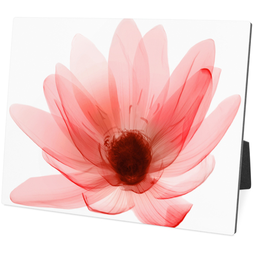 Pink Floral Desktop Plaque, Rectangle Ornament, 8x10, Multicolor