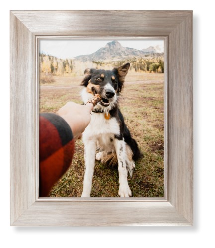 Pet Photo Gallery Framed Print, Metallic, Modern, None, None, Single piece, 8x10, Multicolor