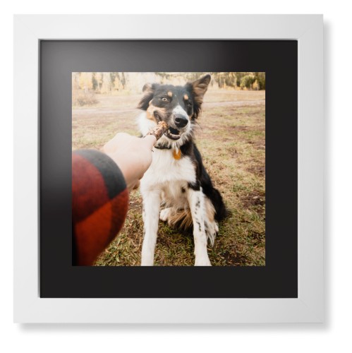 Pet Photo Gallery Framed Print, White, Contemporary, Black, Black, Single piece, 12x12, Multicolor
