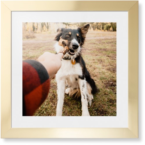 Pet Photo Gallery Framed Print, Matte Gold, Contemporary, None, White, Single piece, 16x16, Multicolor