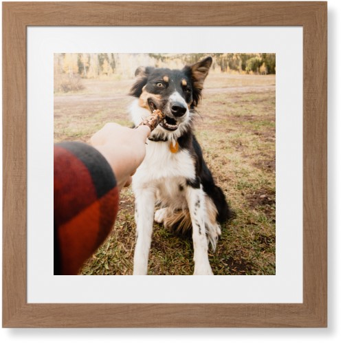 Pet Photo Gallery Framed Print, Natural, Contemporary, White, White, Single piece, 16x16, Multicolor, multi