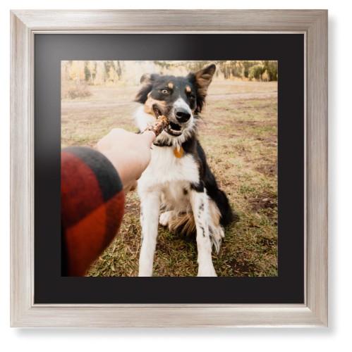 Pet Photo Gallery Framed Print, Metallic, Modern, None, Black, Single piece, 16x16, Multicolor, multi
