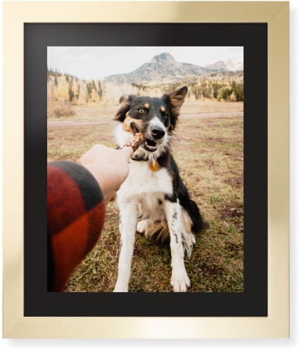 Pet Photo Gallery Framed Print, Matte Gold, Contemporary, Black, Black, Single piece, 16x20, Multicolor