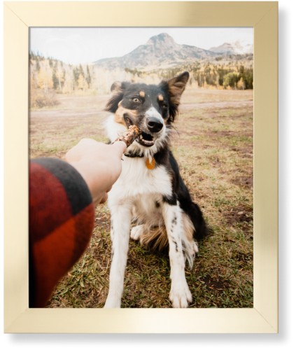 Pet Photo Gallery Framed Print, Matte Gold, Contemporary, None, None, Single piece, 16x20, Multicolor, multi