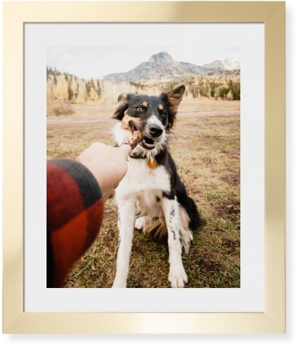 Pet Photo Gallery Framed Print, Matte Gold, Contemporary, White, White, Single piece, 16x20, Multicolor