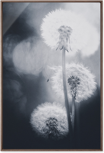 Dandelions Wall Art, Walnut, Single piece, Metal, 24x36, Glossy, Multicolor