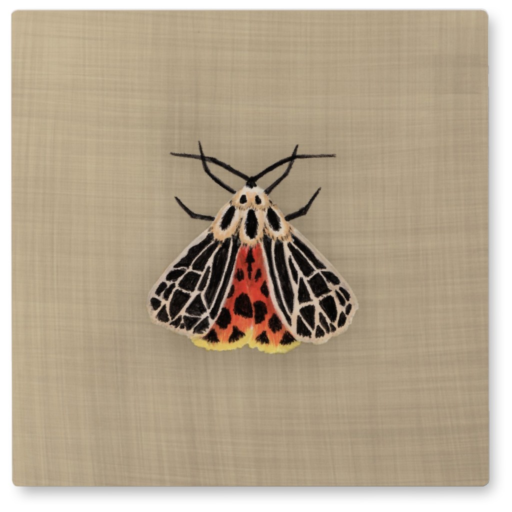 Curio Moth - Beige Photo Tile, Metal, 8x8, Beige
