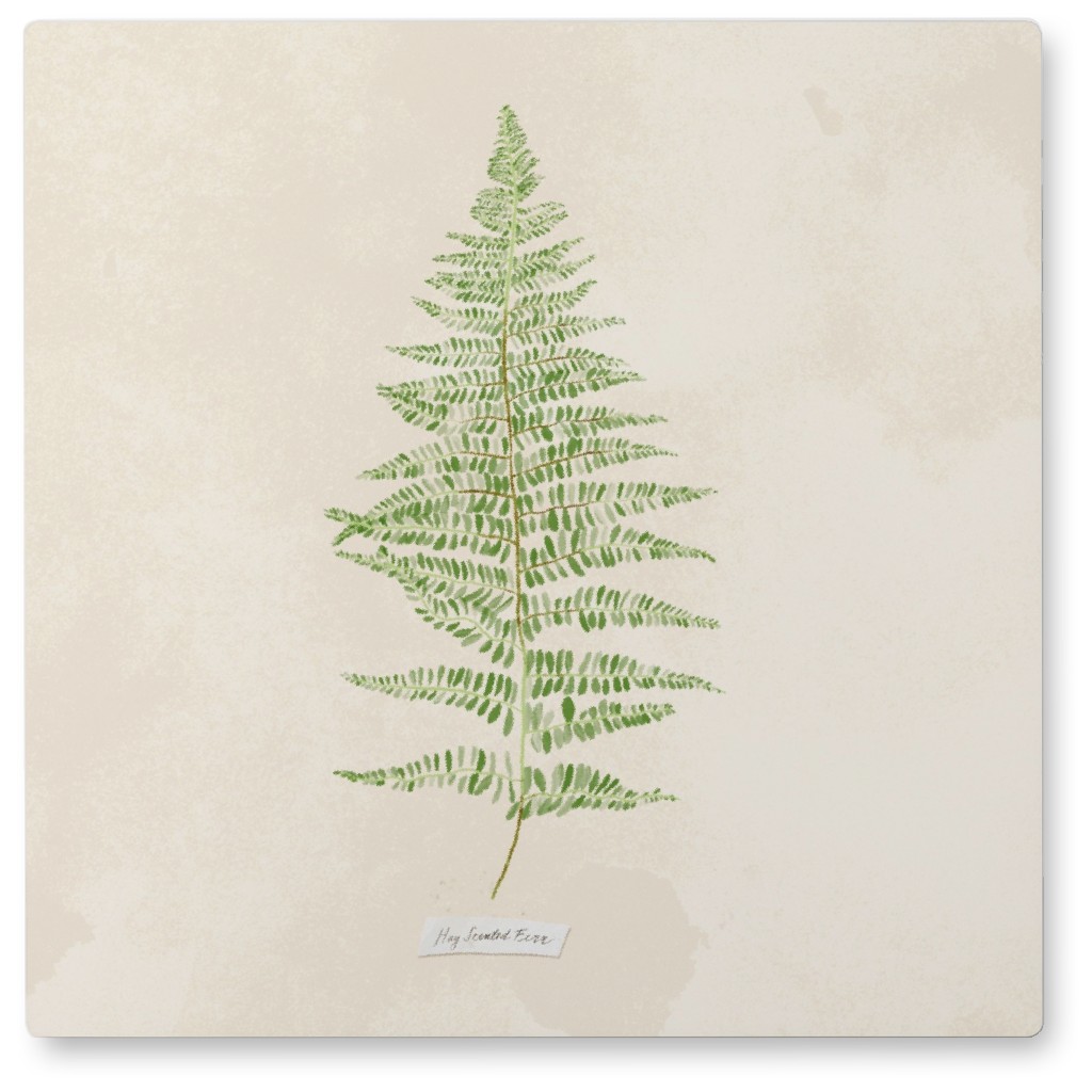 Hay Scented Fern - Green Photo Tile, Metal, 8x8, Green