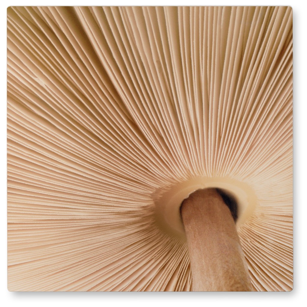Micro Mushroom Photo Tile, Metal, 8x8, Beige
