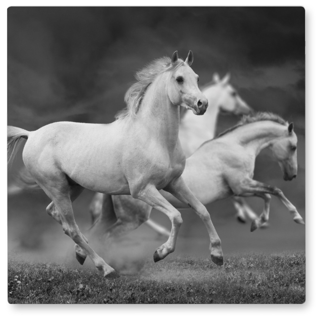 Running Horses Black and White Photo Tile Shutterfly