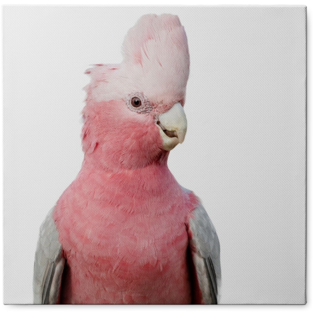 Pink Galah Cockatoo Photo Tile, Canvas, 8x8, Pink