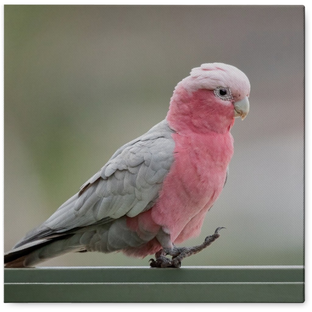 Rose Pink Parakeet Photo Tile, Canvas, 8x8, Pink