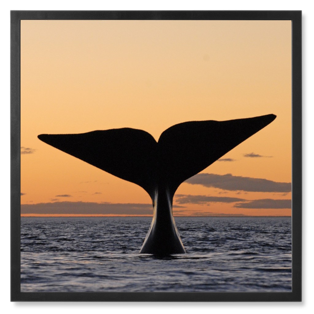 Humpback Whale Tail in Sunset Photo Tile, Black, Framed, 8x8, Orange