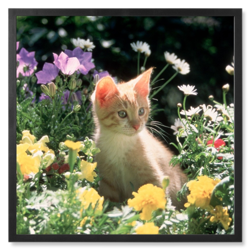 Kitten in a Bed of Flowers Photo Tile, Black, Framed, 8x8, Multicolor