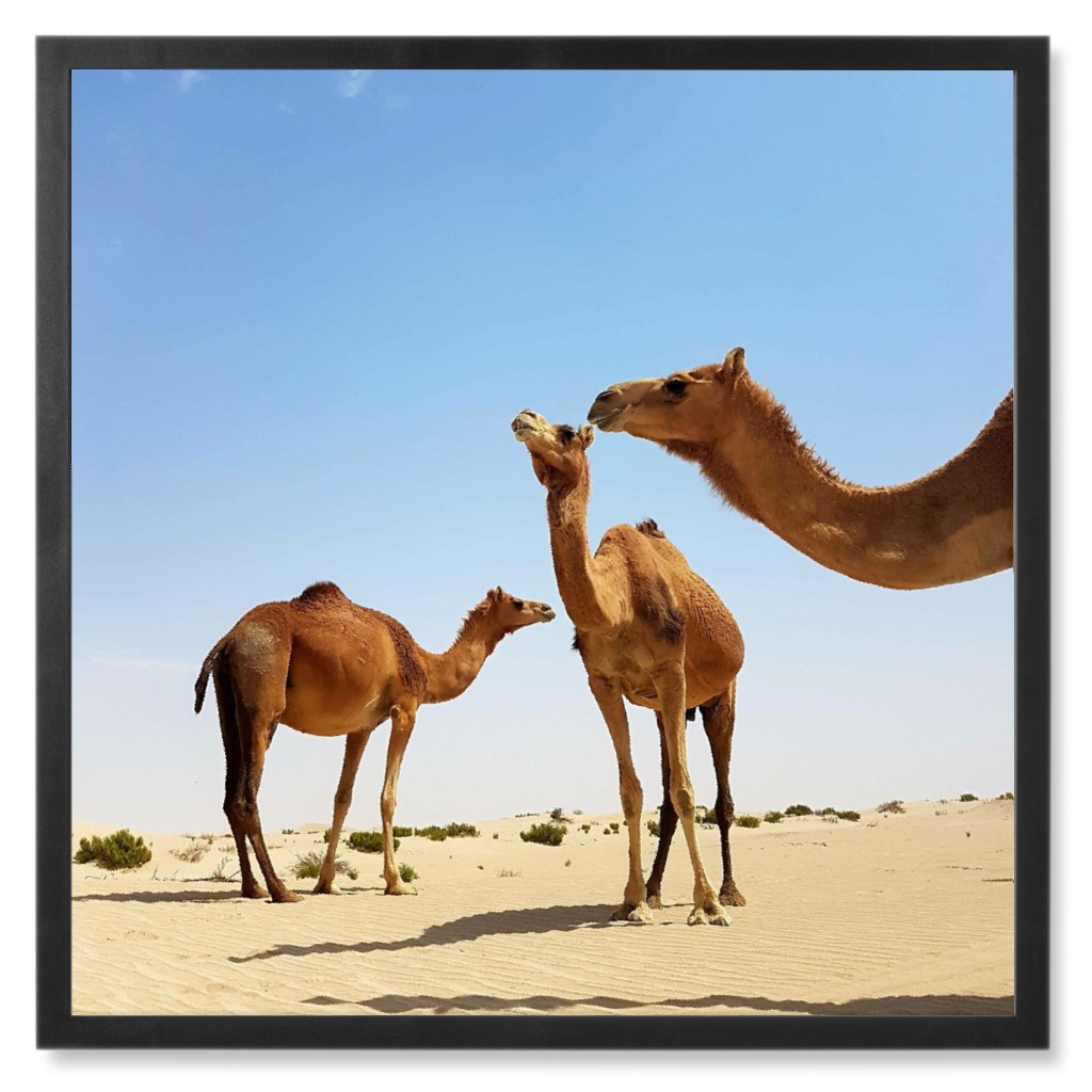 Trio of Camels in Desert Photo Tile, Black, Framed, 8x8, Brown, Brown