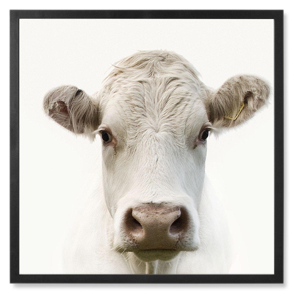 Inquisitive Cow Photo Tile, Black, Framed, 8x8, White
