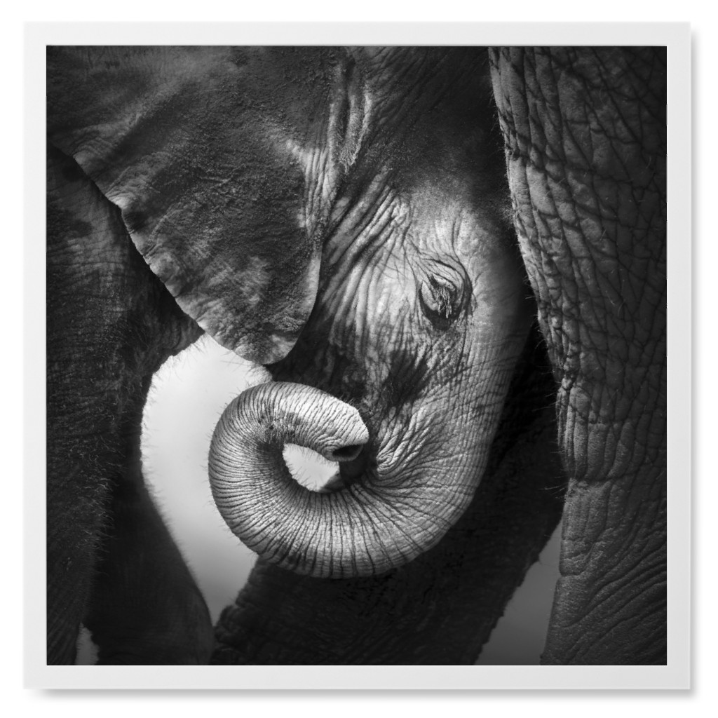 Baby Elephant With Mother Photo Tile, White, Framed, 8x8, Gray, Gray