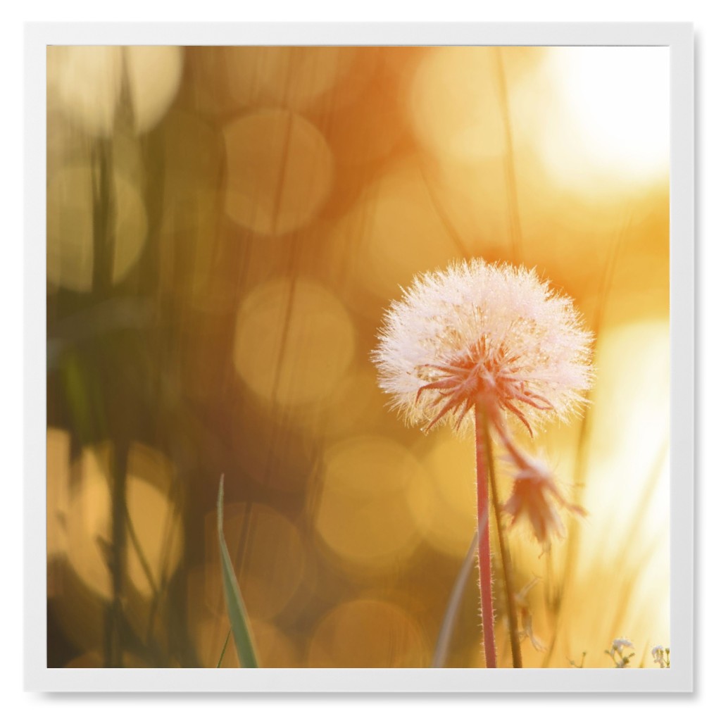 Blurred Dandelion Photo Tile, White, Framed, 8x8, Orange