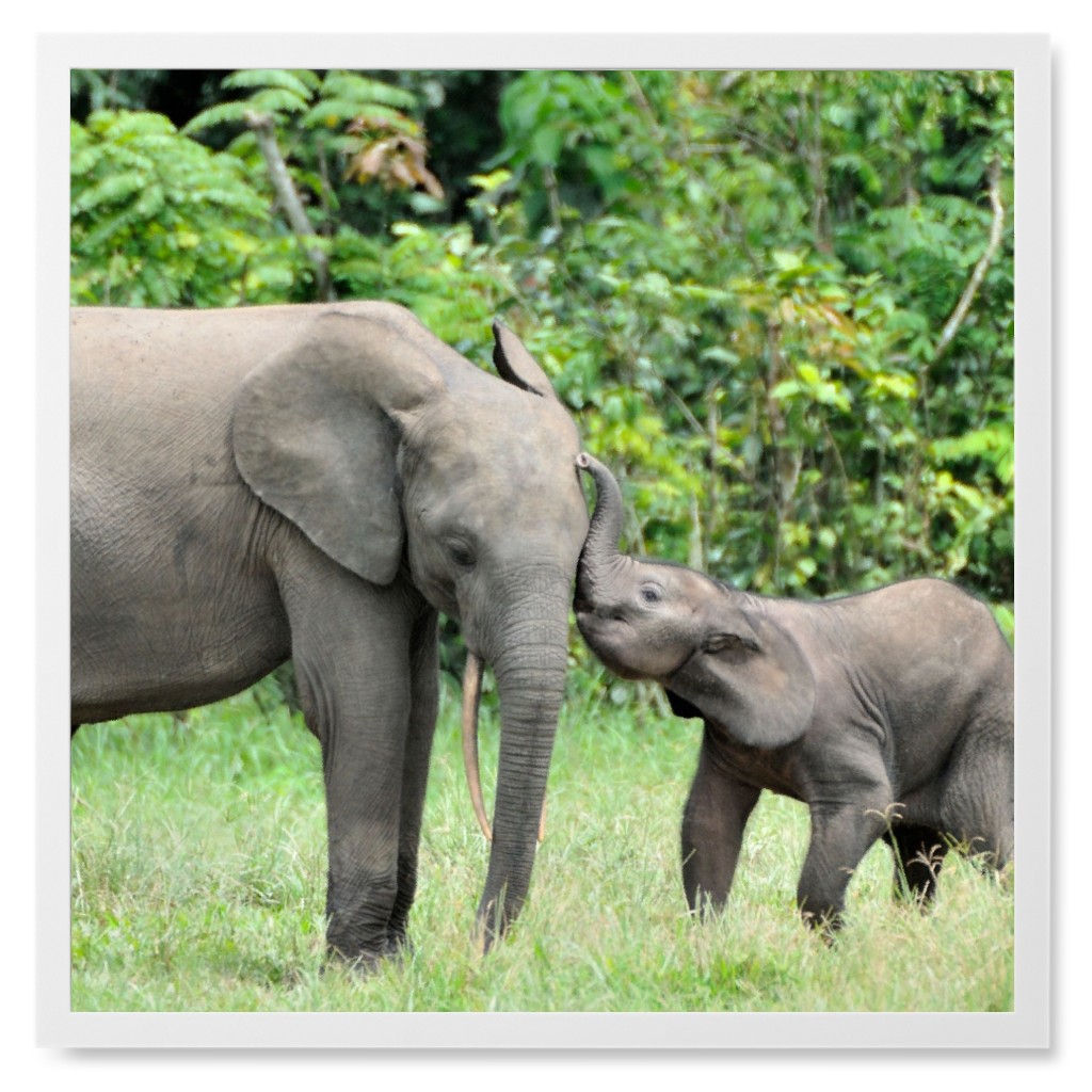 Elephant Kisses Photo Tile, White, Framed, 8x8, Gray, Gray