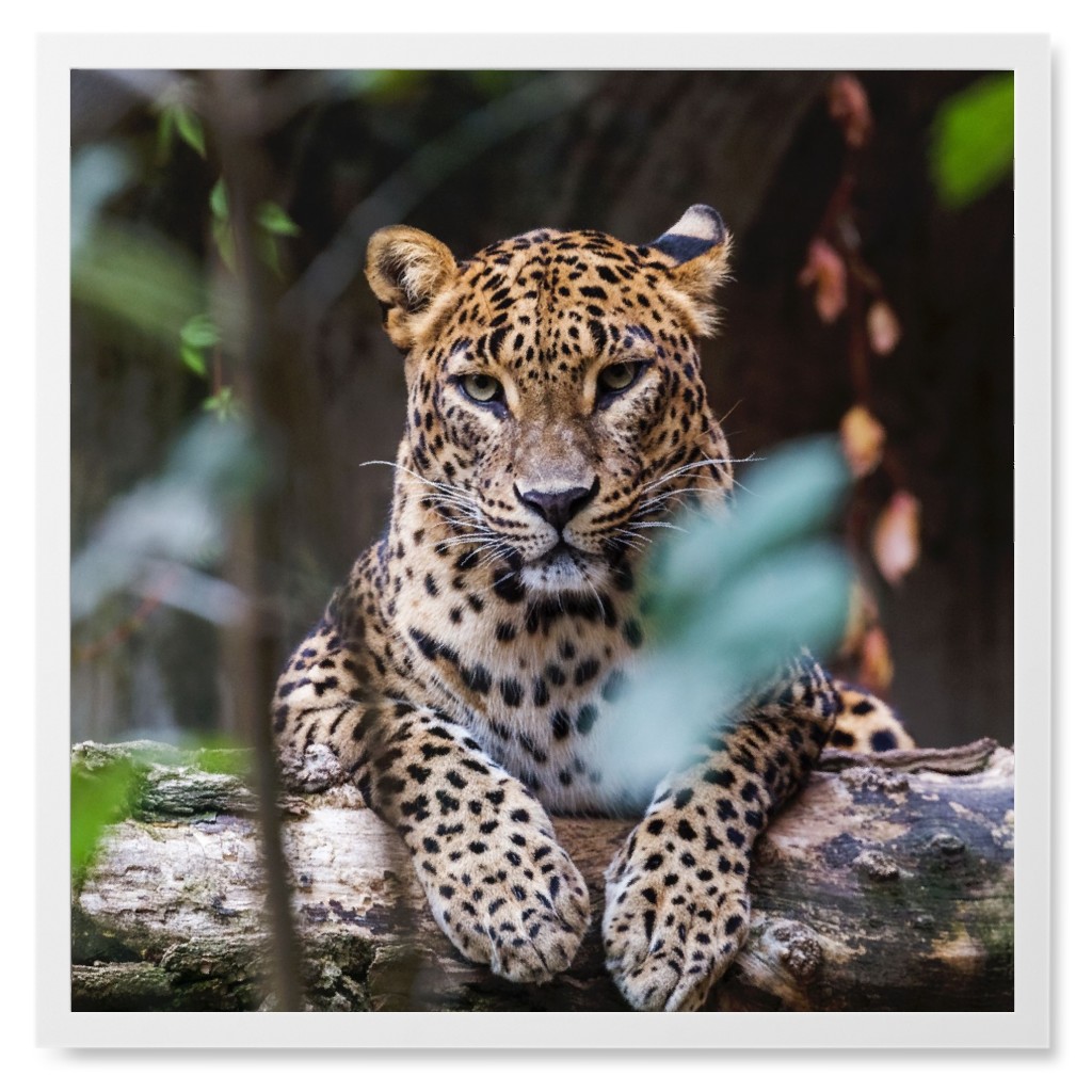 Leopard Photo Tile, White, Framed, 8x8, Multicolor