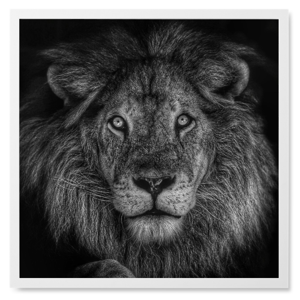 Lion - Black and White Photo Tile, White, Framed, 8x8, Black, Black