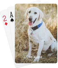 Photo Gallery Pet
