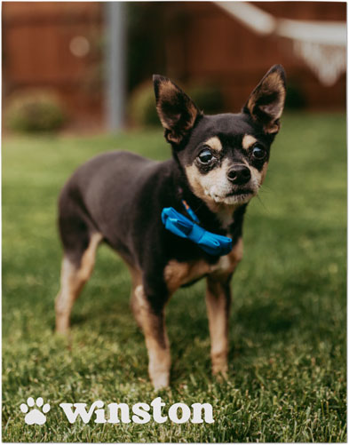 Paw Print Premium Poster, White, white