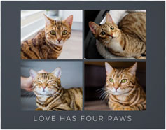 Gallery of Four