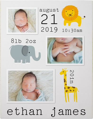 Safari Baby Premium Poster, Gray
