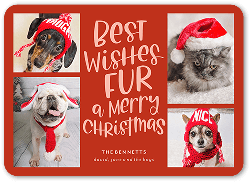 Festive Furry Fun Holiday Card, Red, 5x7 Flat, Christmas, Standard Smooth Cardstock, Rounded