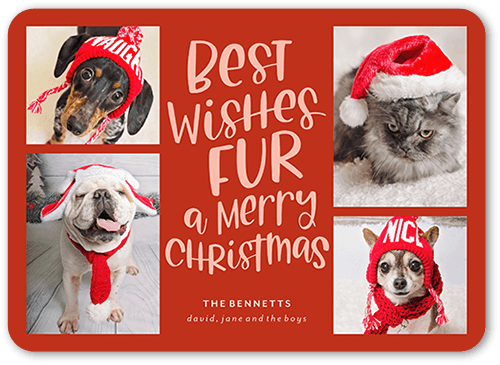 Festive Furry Fun Holiday Card, Red, 5x7 Flat, Christmas, Matte, Signature Smooth Cardstock, Rounded