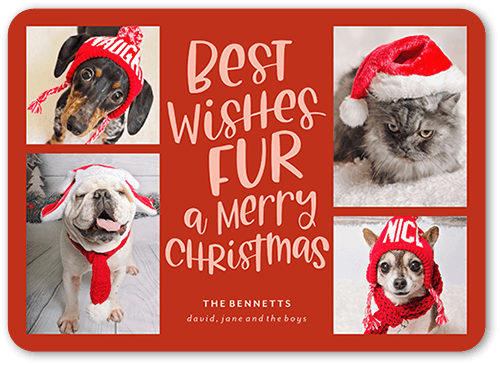 Festive Furry Fun Holiday Card, Red, 5x7 Flat, Christmas, Pearl Shimmer Cardstock, Rounded