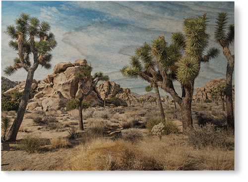Joshua Tree #2 10x10 Canvas